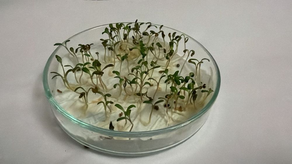 Жоңышқа ұрық магниттелген