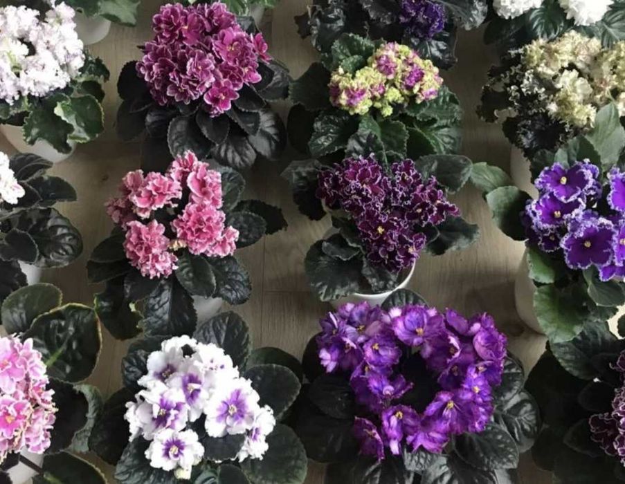 Фиалки от 250 тн и ввше