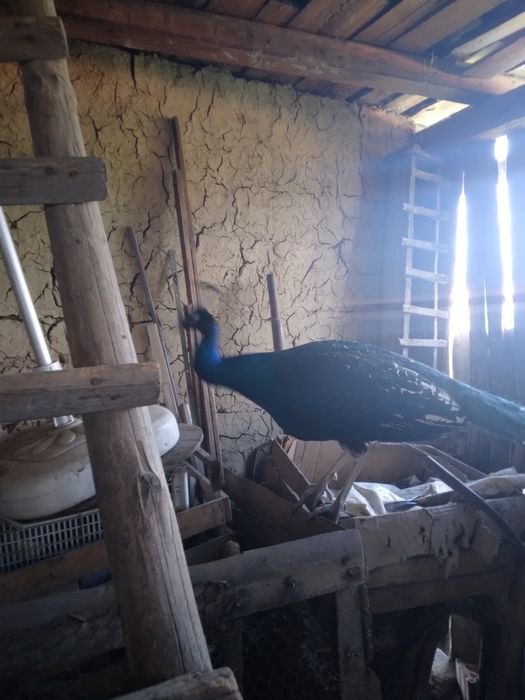 Pauni comuni și cu umăr negru maturi