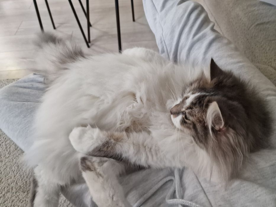 Подарявам коте на 50 дни