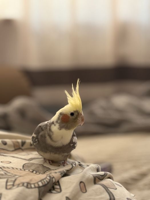 Попугай и клетка