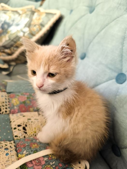 Домашний котёнок