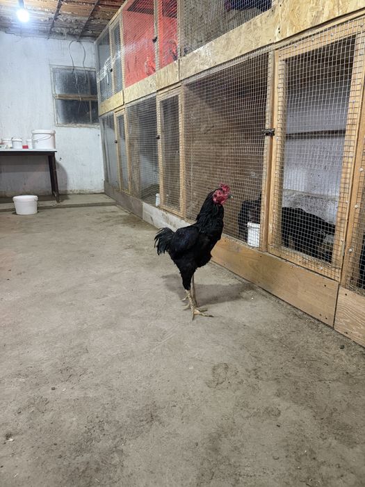 Бойцовый петух продается