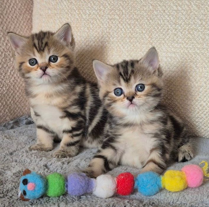 Продажа котят!!!