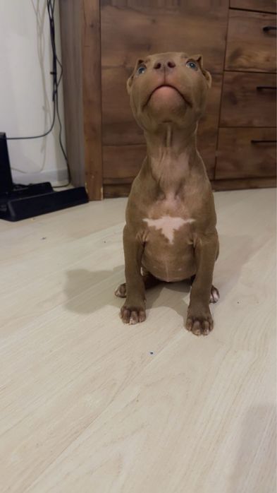 Амстафф девочка, очень милая красивая