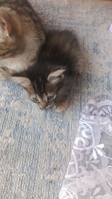 Трехцветные котята