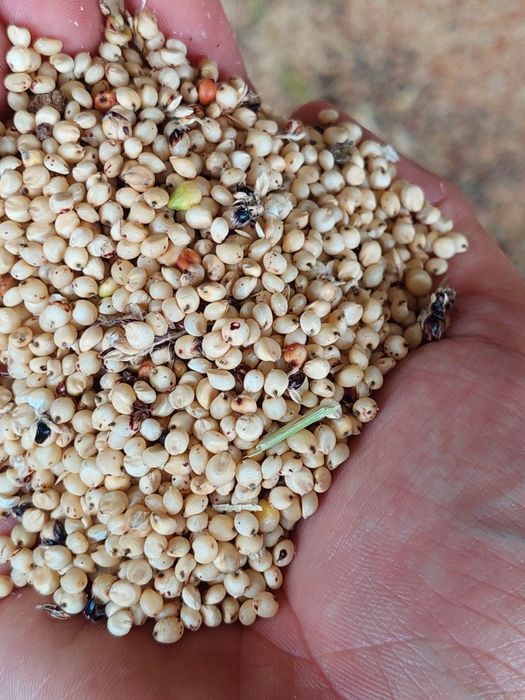 Продавам Бяло Сорго