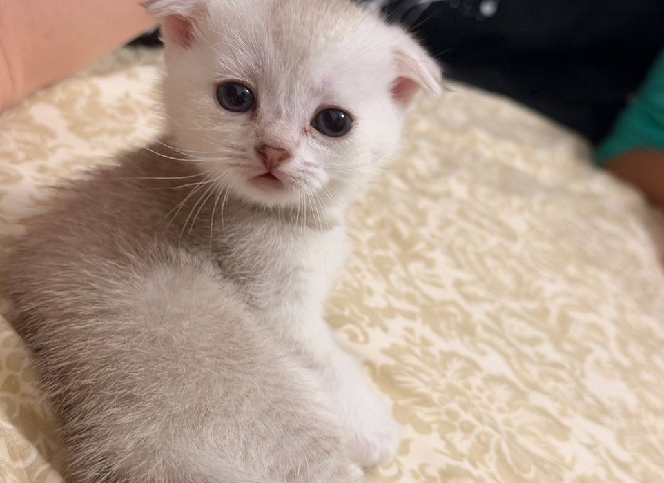 Котята скоттиш фолд. Мушукчалар
