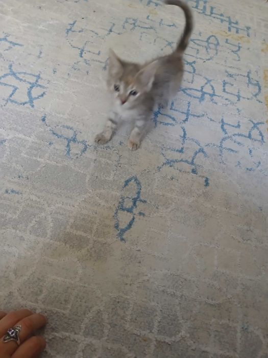 Отдам котенка к лотку приучен