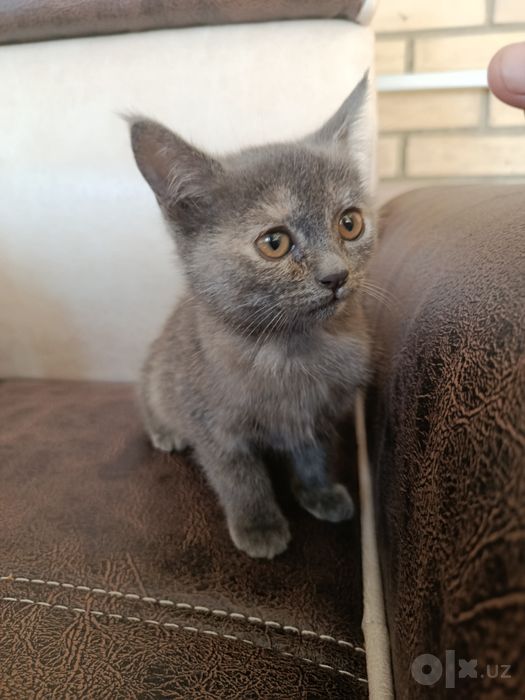 Милая кошечка 2,5 месяца, девочка