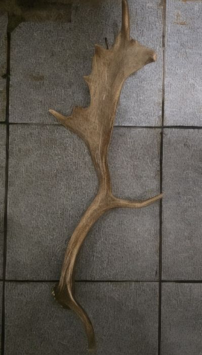 Рога от елен лопатар (Dama dama).