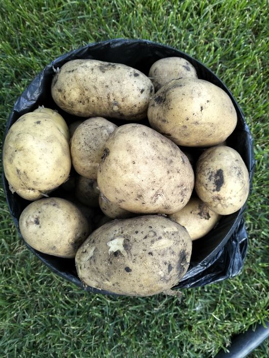 Продам дачный отличный картофель