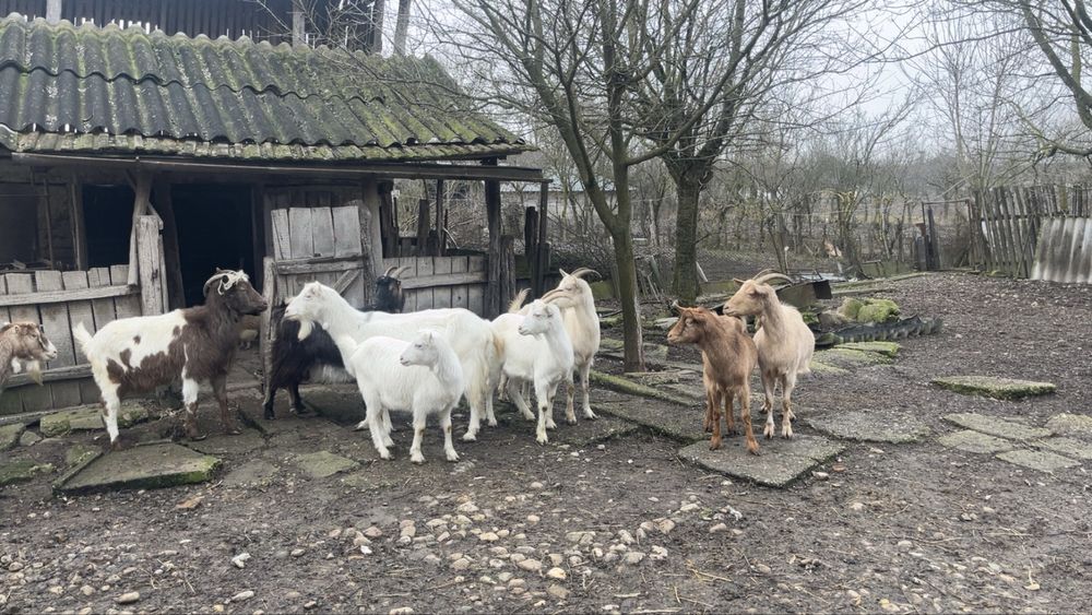 Vând capre de vânzare toate de a făta și un țap