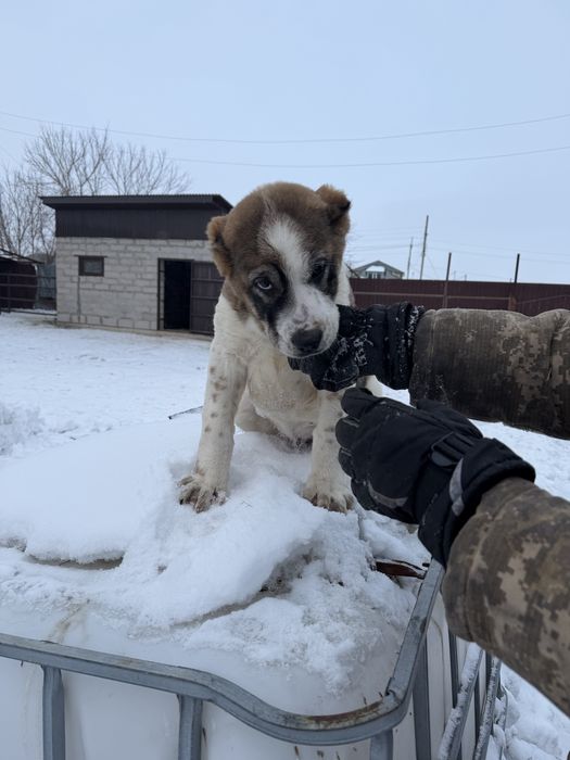 Продам щенка алабая кабель 3 мес