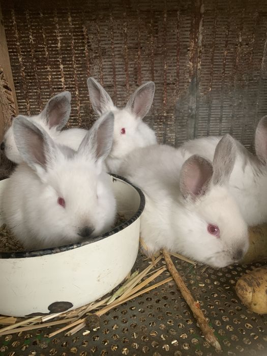Крольчата породы калифорния