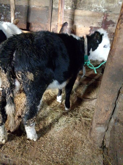 Продам теленка..