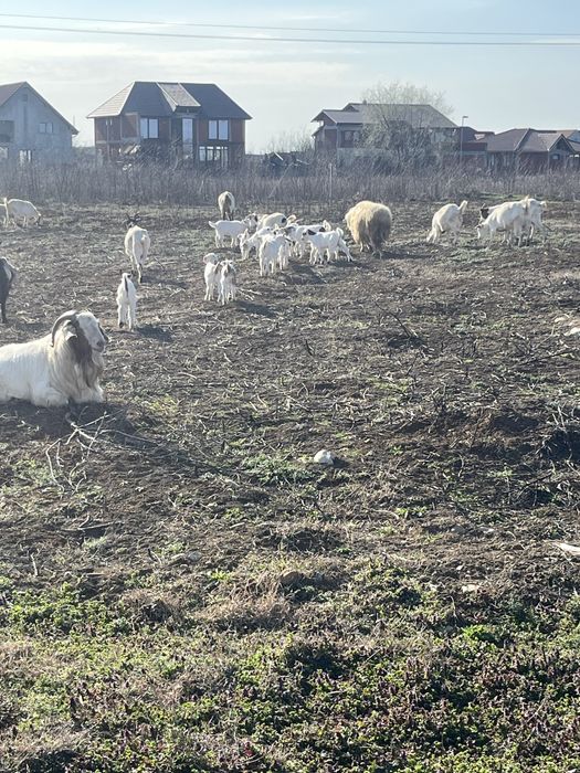 Capre cu iezi 13 bucati