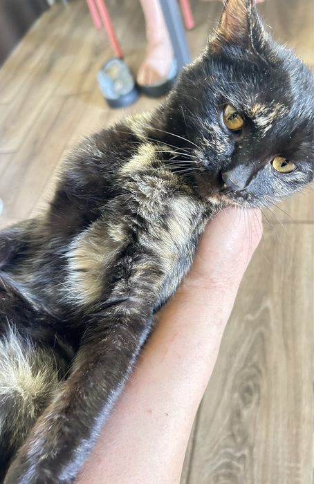 Кошка девочка 6 месяцем