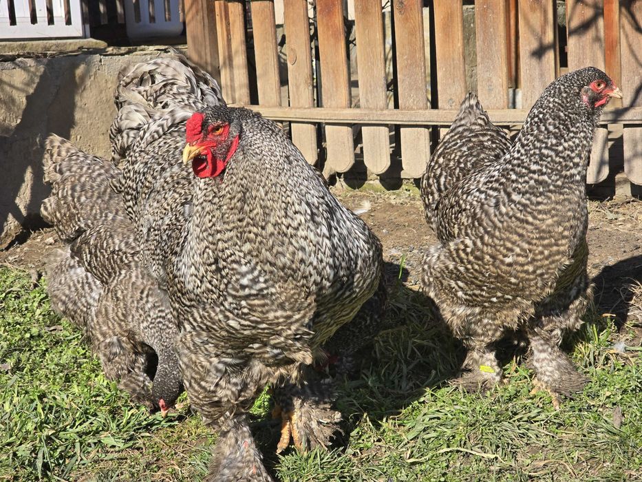Продавам разплодни яйца от Кукувича Брама [Cuckoo Brahma]