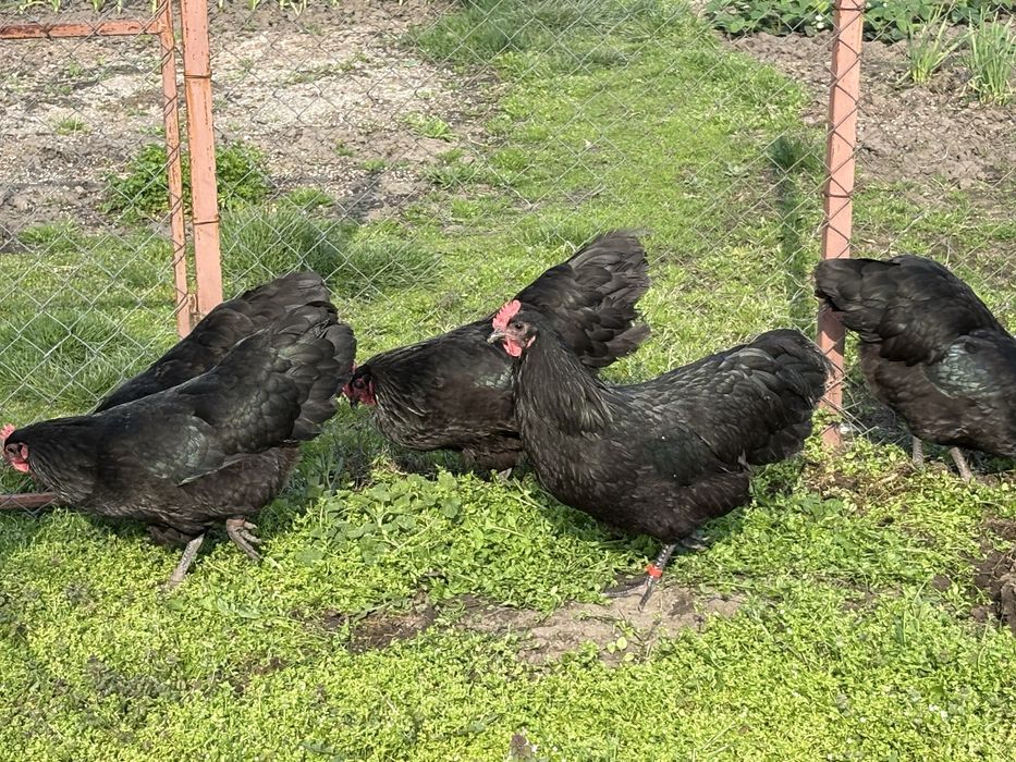 Gaini australorp negru
