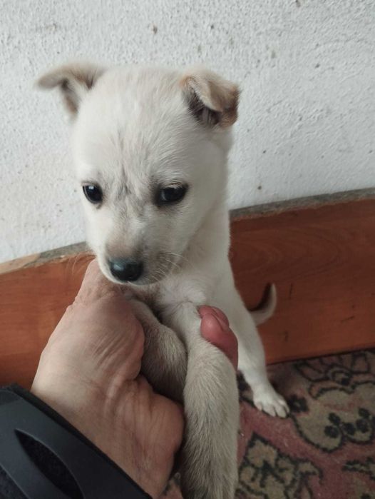 Белый щенок в добрые руки