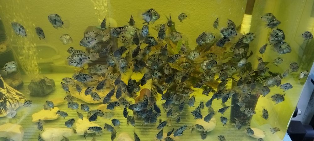 Син папагал/зебровидни цихлиди