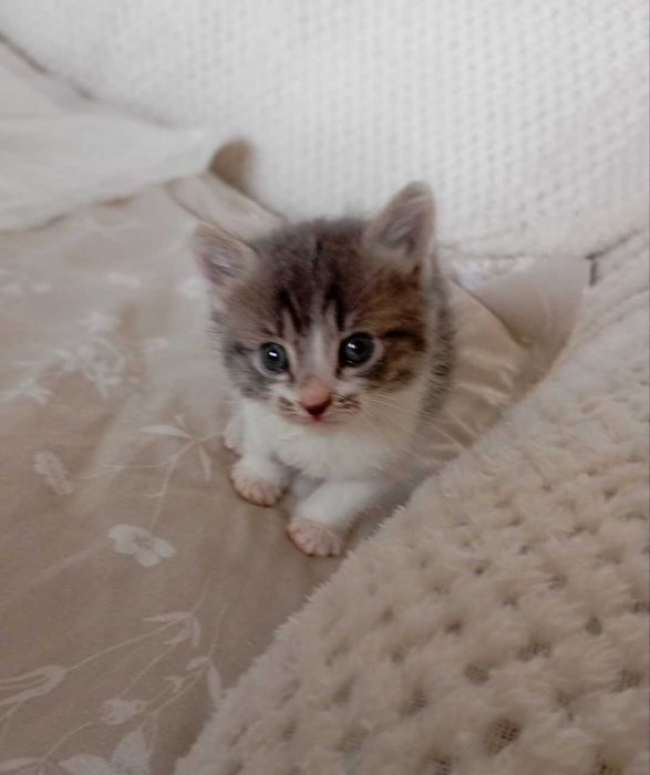 1-месечно момченце търси дом