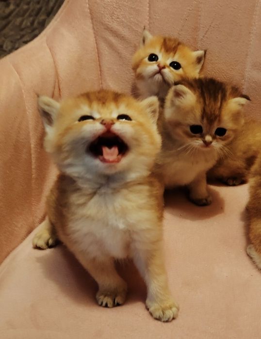 Котята Шиншиллы золото