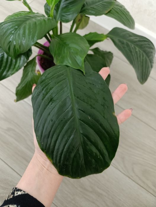 Продаётся Спатифилум