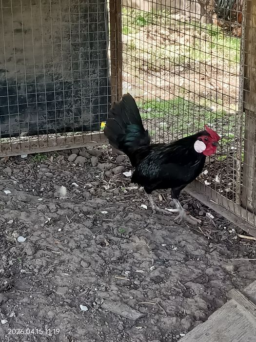 Карликовый петушок Ява