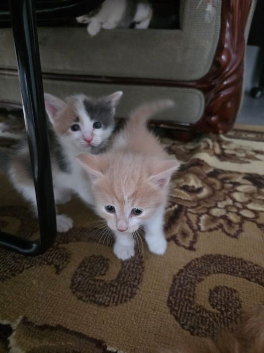 Отдаём милых котят