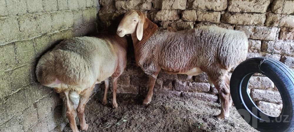 Наслдор қўй қўчқорлар сотилади Qoy Qo‘y Qo‘chqor qochqor