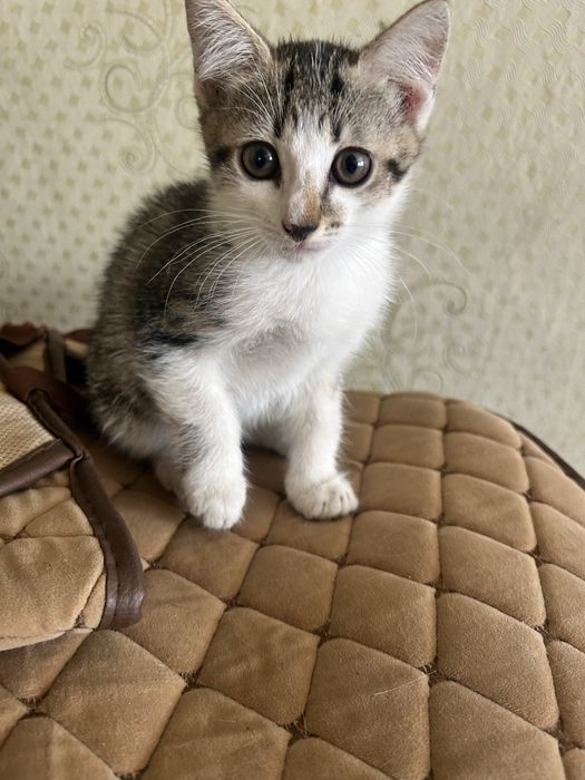 отдам красивых котят