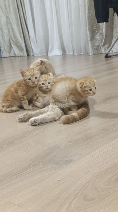 Котята породистые