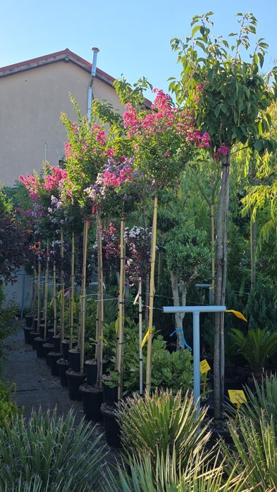 Plante glob, tuia, buxus, rhododendron, azalee, yucca, tei, platan etc