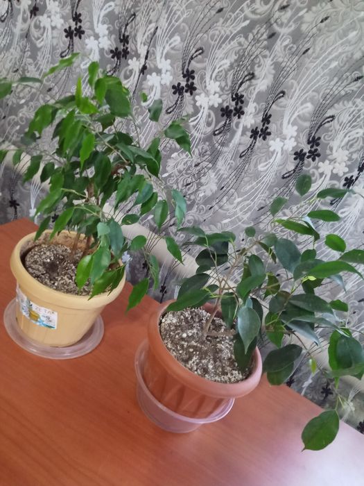 Фикус Лирато, фикус Бенджамина