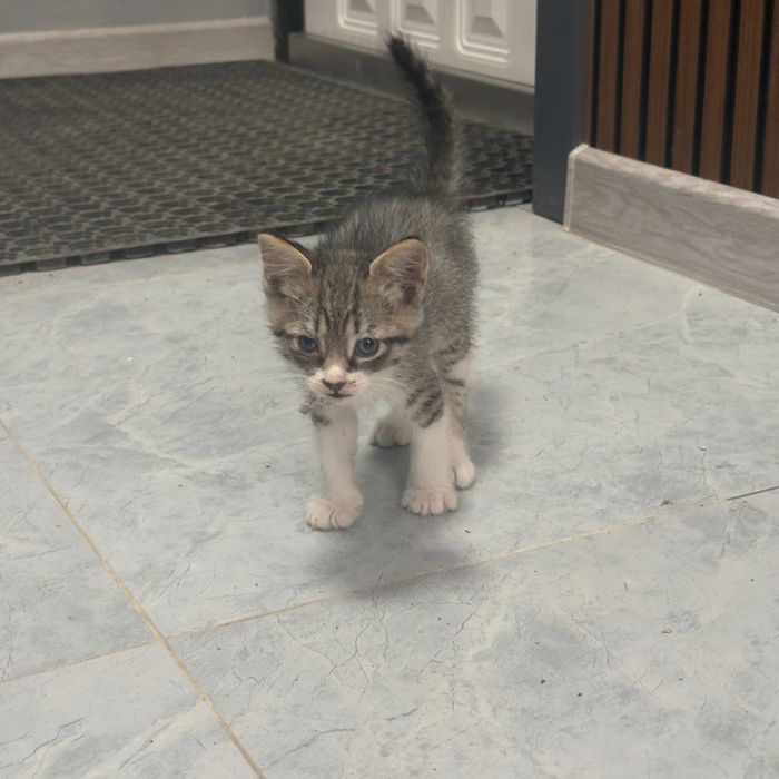 Котята канадского сфинкса