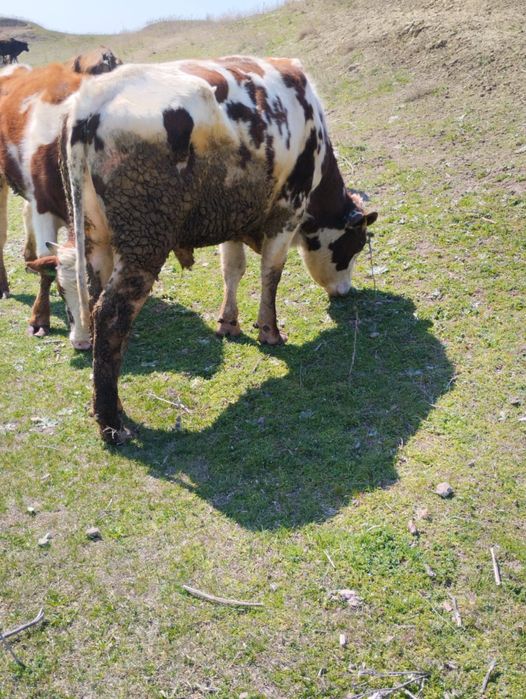 Продам взрослого быка 2,5 года на племя чистый кровный симментал