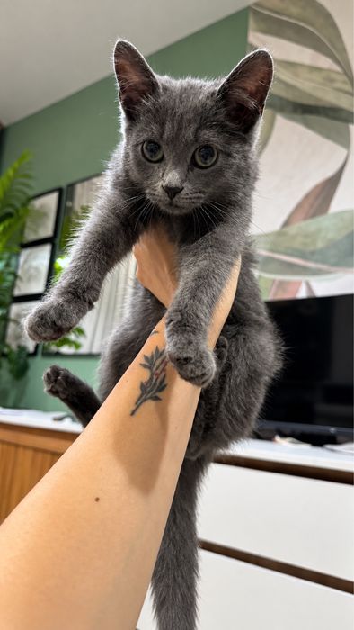 Котенок мальчик бесплатно.