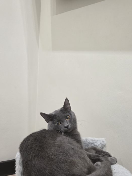Отдадим кота в хорошие руки.