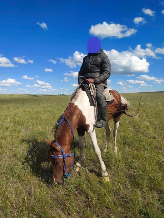 Мінгі айғыр сатылады