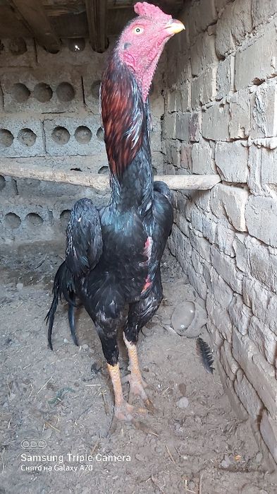 dakan xoroz sotiladi