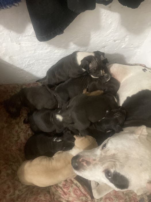 Щенков не осталос