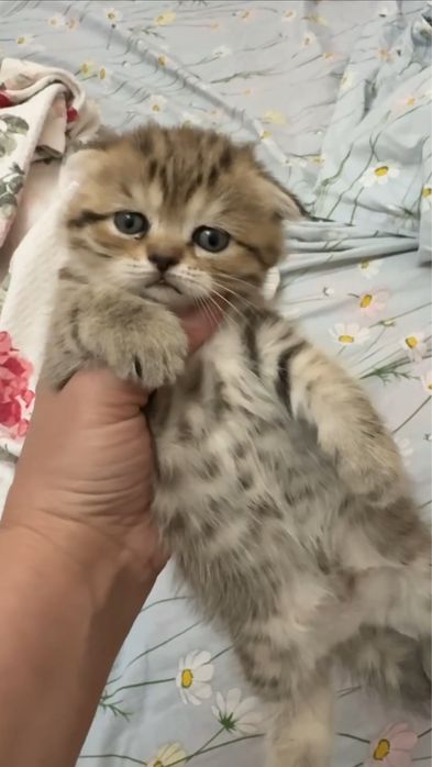Скоттиш фолд скоттиш страйт вислоухие котята