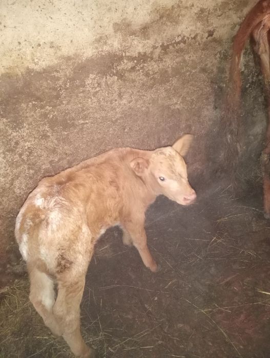 Бузаулы кашар сайтам.бузауы еркек кашар жуас Беккул баба ауылында тур