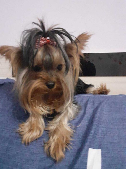 Йоркита/ Йоркита