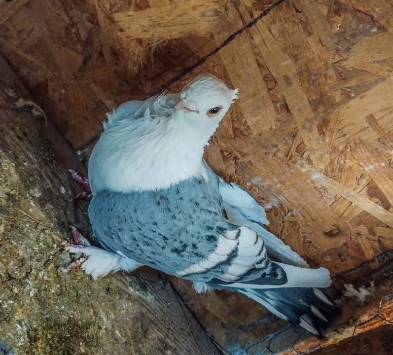 Vând mascul satinet