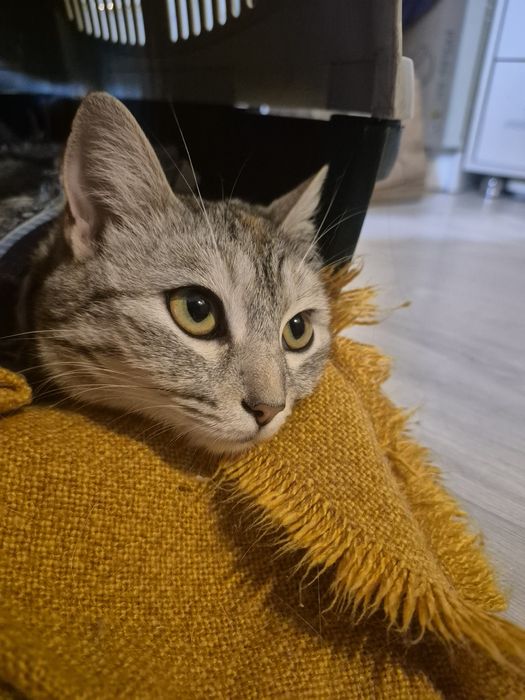 Красавица в любящую семью