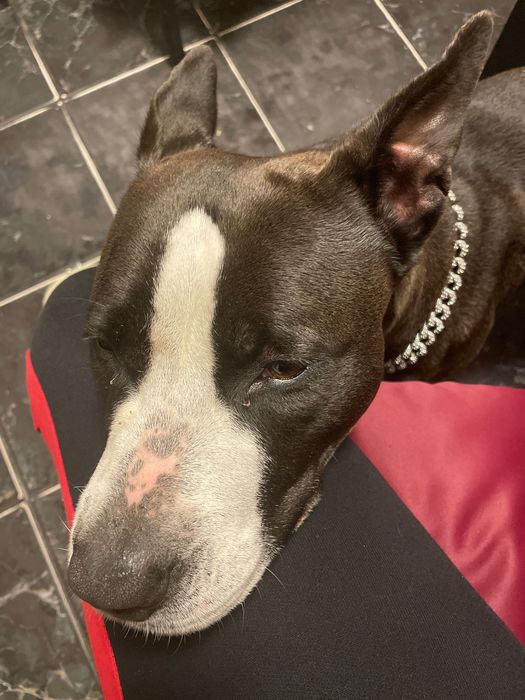 Adoptie caine Amstaff