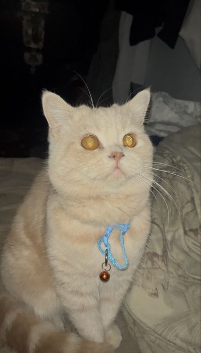 Scottish shorthair sotiladi